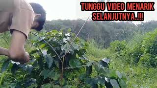 Download lagu Seru..!! Cara pikat ciblek sawah pakai mp3 auto berhasil mp3