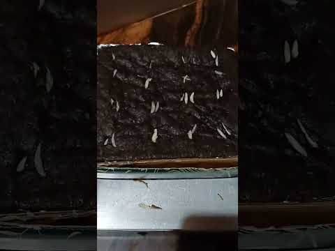 Jagodu Browni# Home made Chocolate Browni# Kamakshi Home bakers#