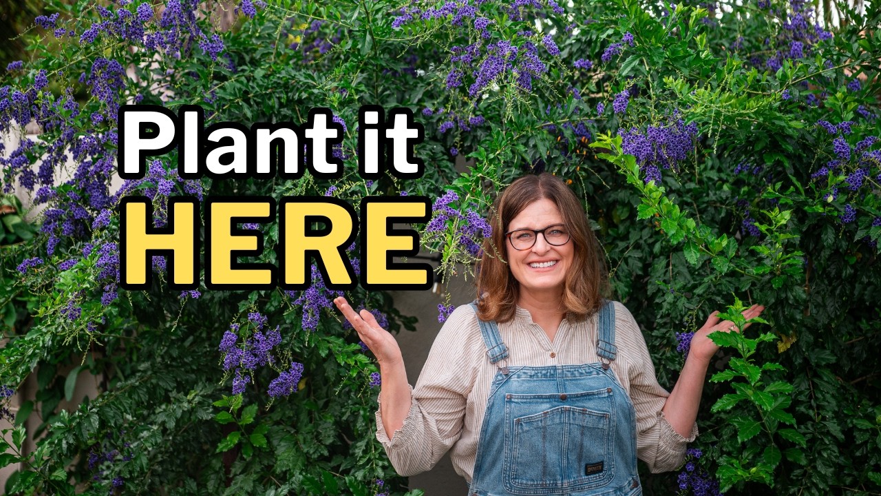 The Right Vine for the Right Spot: Best Vines for a Desert Yard