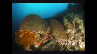 preview picture of video 'Macro Bali Dive Center Pemuteran - BEST OF 2012.wmv'