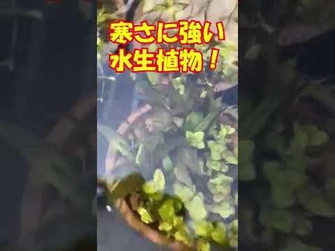 園芸 浮遊植物