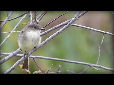pamuchár východný (Sayornis phoebe) — hlas a správanie v prírode