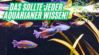 Why are your FISH dying