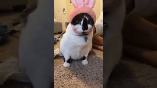 Fat Cats #cat #cute #catvideo #cutecat #funnyvideo #cats #catvideos