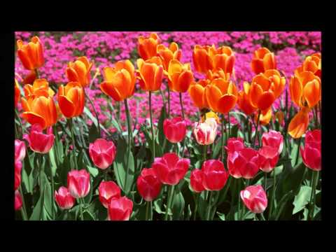 Nothing But Flowers video