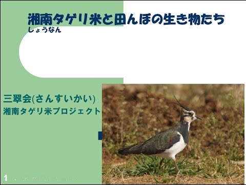 湘南タゲリ米と田んぼの生き物たち