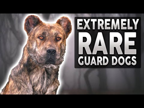 , title : '10 EXTREMELY RARE Guard Dog Breeds!'