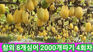 참외 8개심어 2000개 따기 4회차 솔림농원 비닐하우스 텃밭,주말농장,전원일기,세상에 이런일이