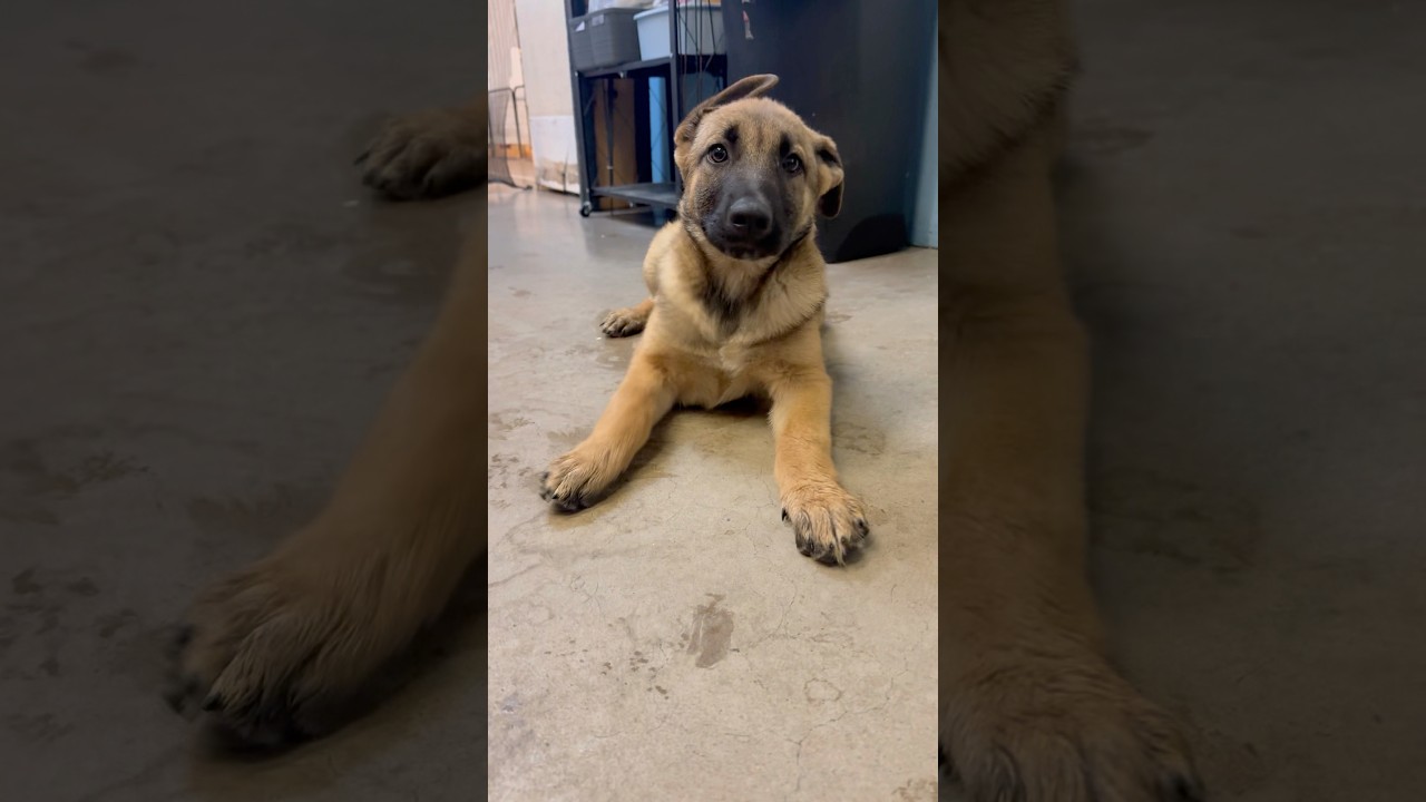 Enlarge Smokey, a ADOPTABLE mixed breed in PHOENIX, AZ video 5/5