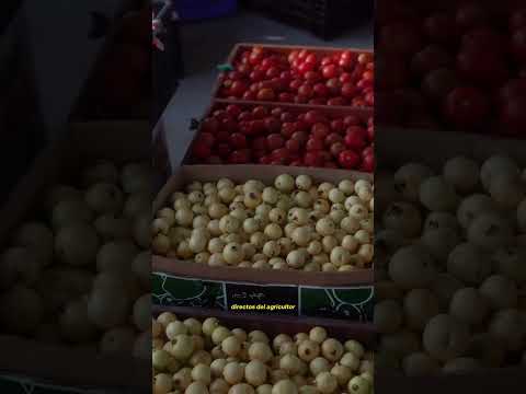 ¡Reactivación del Mercado de Transferencia de Pimampiro! 🇪🇨 #mercadodetransferencia #mercado