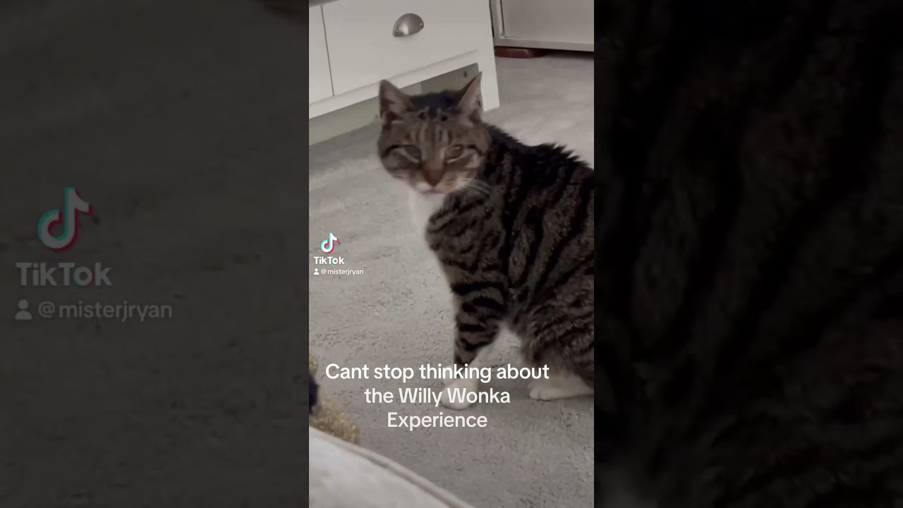 I can’t stop thinking about the Willy Wonka Experience and its effecting the cat