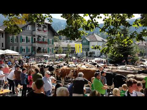 Alpabtrieb in Alberschwende 14.09.2019