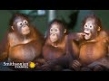 Infant Orangutans Get Ready for Their First Day of School 🎒 Smithsonian Channel