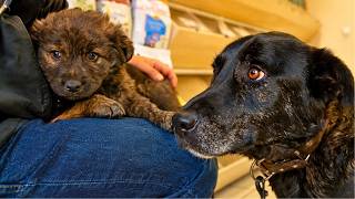 Mother Dog Gets Reunited With Her Baby Boy