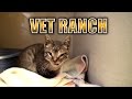 Vet Ranch korjaa hylätyn ja loukkaantuneen kissan....