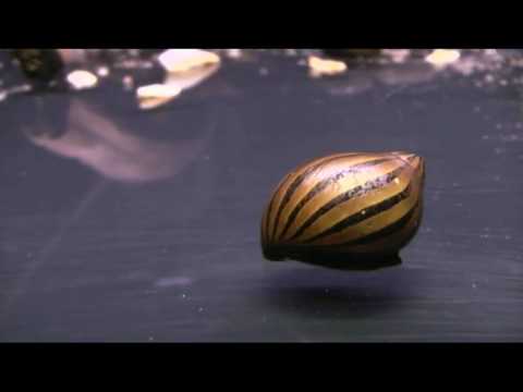 Aqua-Tropica - Zebrarennschnecke