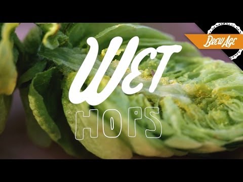 How Wet Hops Will Make Your Beer Amazing