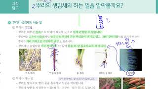 [초등과학 6-1 무료강의] 4. 식물의 구조와 기능 ② 뿌리의 생김새와 하는 일을 알아볼까요?