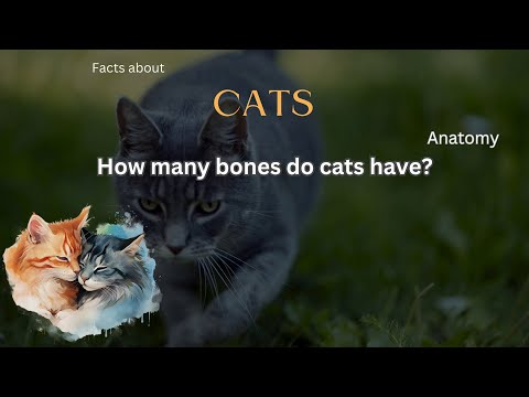 How Many Bones Does A Cat Have