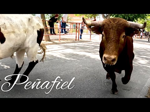 Peñafiel 2022 Encierro y Capea con Toros Bravos