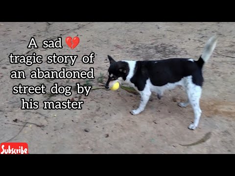 A sad tragic story of an abandoned street dog by his master