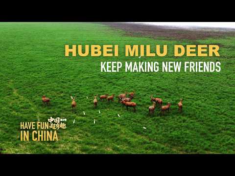 Have Fun in China II | Hubei milu deer keep making new friends