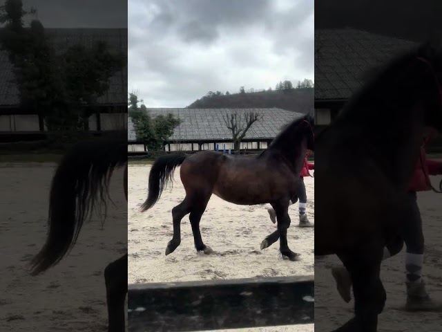 Entire Connemara For sale 2024 Bay