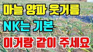 마늘 양파 1차웃거름 nk를 주면은 이거랑 같이주면 수확량이 올라요