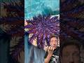 The Crown of Thorns Starfish is an Alien