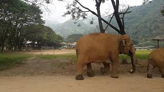 preview picture of video 'Elephant Nature Park Chiang Mai'