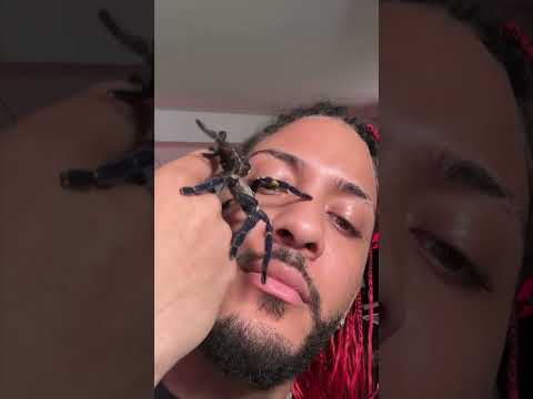 The most poisonous and beautiful tarantula! 🤯🕷️ #animals #trending #animallove #animal #spider #n...