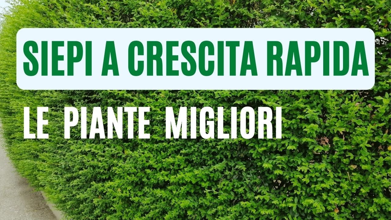 Watch Now Piante da siepe a crescita veloce Piante da siepe a crescita veloce