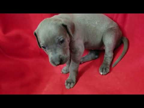 Blue Great Dane Video