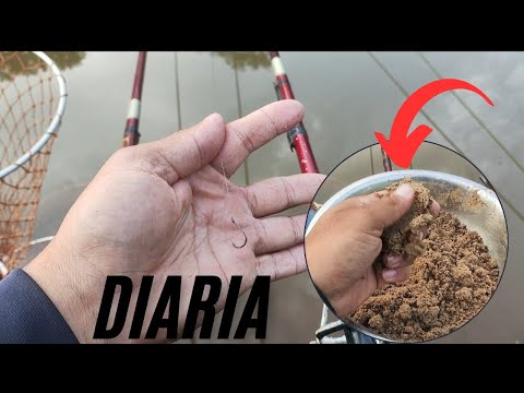 FUI CONHECER O PESQUEIRO DO JURA  NA  CIDADE DE RIO BOM / PR( DIÁRIA)