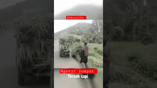 Download lagu #shorts#ngarit rumput buat Ternak sapi#rumput seger#mantap mp3 Download lagu #shorts#ngarit rumput buat Ternak sapi#rumput seger#mantap mp3