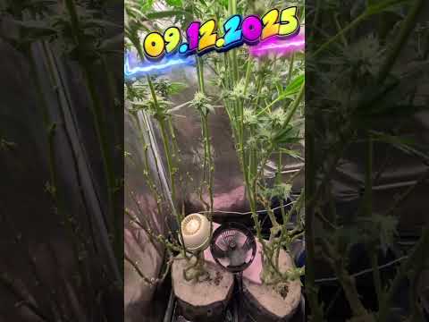 Fantasy Feast #5 — Daily Mildew Check | Holding the Line in Week 6