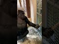 Me When I Start Doing Something Credit Kwang Tiktok Funny Gorilla Shorts Fyp