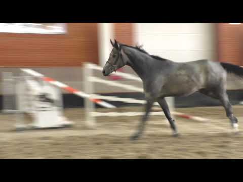 16 Cornet Obolensky   Contender Ex Libris  Conquistadora