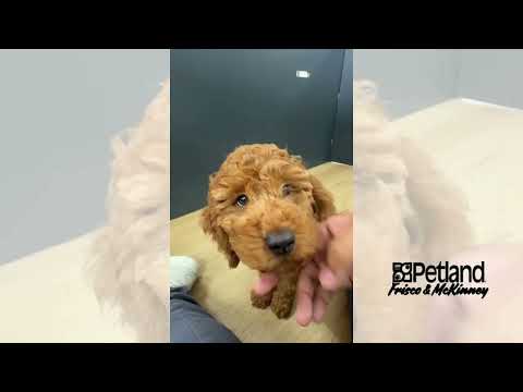 Cockapoo - 40202 video preview