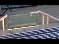 275 000 Dominoes Enjoy Your Life Guinness World Record Most Dominoes Toppled In A Spiral