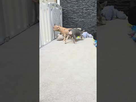 Video 3