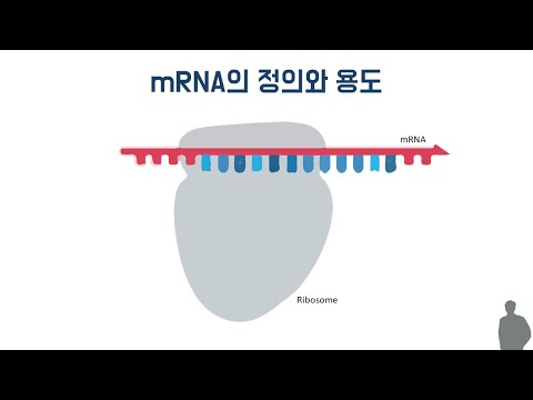 mRNA의 역할