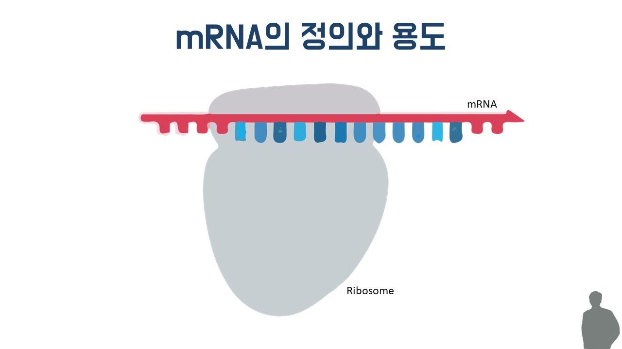 mRNA의 역할