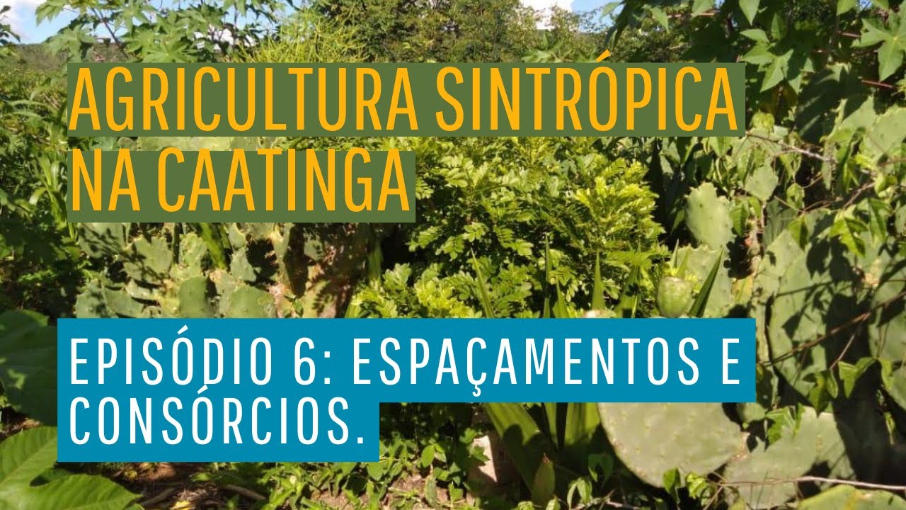 Agricultura sintrópica na Caatinga. Episódio 6 - Espaçamentos e consórcios..