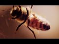 Invasion of the Zombees: A Bee Horror Film