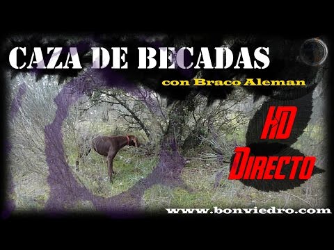CAZA de BECADA #2 | Becasse, Beccaccia WOODCOCK HUNTING | HD | 2016