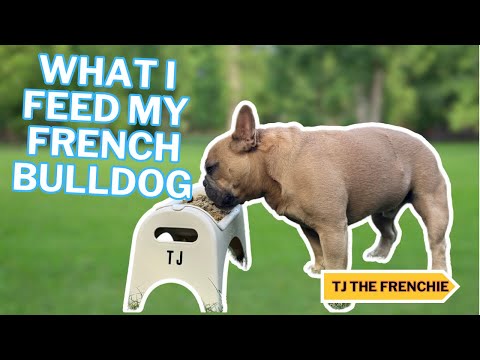 What I Feed My French Bulldog | TJ The Frenchies Diet That Keeps Him Happy & Healthy