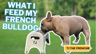 What I Feed My French Bulldog | TJ The Frenchies Diet That K