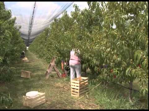 TV Pančevo - 12 tona nektarina sa oglednog polja