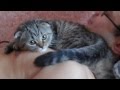 Как кошка любит своего хозяина / How a cat love its owner 